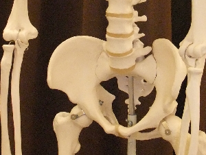 骨盤模型